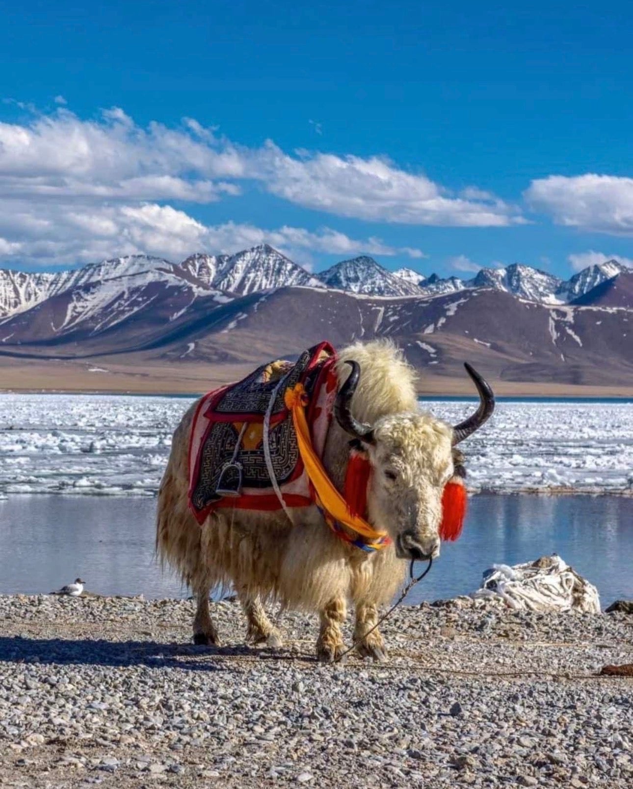 A Tibetan yak wearing a colorful red, orange, and black saddle and harness stands on a gravelly shore with ice in the water behind it and snow-capped mountains under a blue sky.